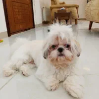 سگ شیتزو سوپر فلت|سگ|لنگرود, |دیوار