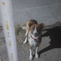 سگ ماده برا نسل کشی