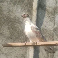 نر گرگی غریب گیری|پرنده|فردوسیه, |دیوار