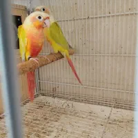 ردچیک گرینچیک تراکویس پروتلت کوتوله بریلی فنچ طوطی