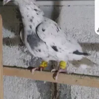 سایر