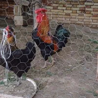 خروس|حیوانات مزرعه|دزفول, |دیوار