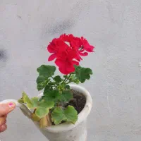 فروش گل شمعدانی