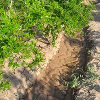 فروش-باغ-انار