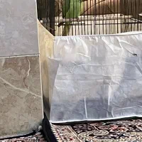 طوطی ملنگو|پرنده|قم, بنیاد|دیوار