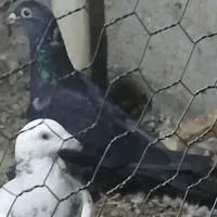 خارجی خوب|پرنده|برازجان, |دیوار