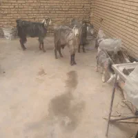 بز‌وبزغاله|حیوانات مزرعه|شوشتر, |دیوار