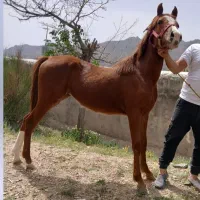 کره ازنسل خیبر رهنان