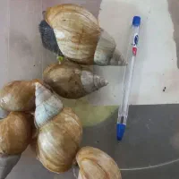 فروش و واگذاری حلزون بالغ