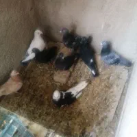 کبوتر