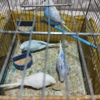 مرغ عشق|پرنده|شیراز, شهرک سراج‎|دیوار