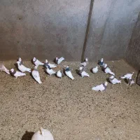 کبوتر رنگی|پرنده|عطاملک, |دیوار