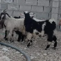 کهره نر سرحال