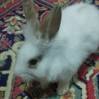 خرگوش لوپ