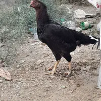 مرغ لاری ۷ماهه