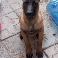 سگ مالینویز