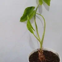 برای اطلاعات بیشتر تماس بگیرید|گل و گیاه طبیعی|تهران, شهرک فردوس (حسینی)|دیوار