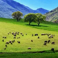 دزدی چهار رس میش و یک بره