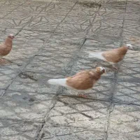 شازده زرده فروشی