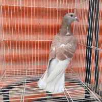 کبوتر دورگ|پرنده|خرمشهر, |دیوار