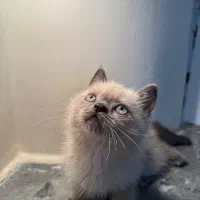 گربه بریتیش بلوپوینت چشم ابی