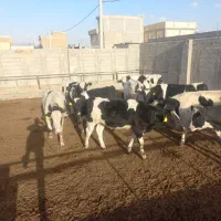 گوساله نر|حیوانات مزرعه|ماهدشت, |دیوار