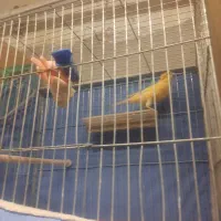 قناری عروس گلبسر