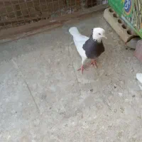 کبوتر طوقی فروش