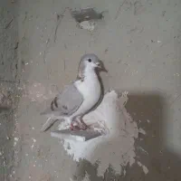 ۷عددکبوترپرشی|پرنده|اسفراین, |دیوار