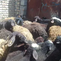 فروش‌۱۱راس‌میش‌وبره‌افشاری‌جوان‌