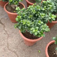 فروش انواع گیاه آپارتمانی تنوع بالا