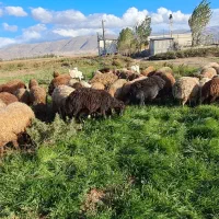 گوسفند بره دار جوان|حیوانات مزرعه|هیر, |دیوار