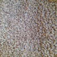 گندم آبی بالا دربند رقم سالار|عمده‌فروشی|هرسین, |دیوار