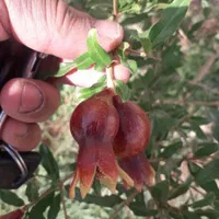 ارائه تمامی فعالیت های باغبانی و نگهداری|خدمات باغبانی و درختکاری|تبریز, |دیوار