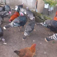 بوقلمون نر محلی