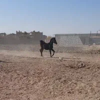 خریدار یا اجاره  اسطبل اسب