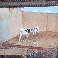 گوساله نر|حیوانات مزرعه|اسفراین, |دیوار