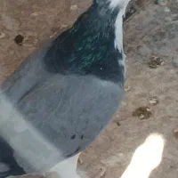 پرنده