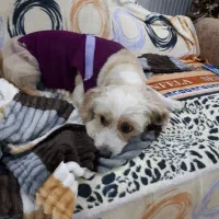 واگذاری سگ شیرو تریر