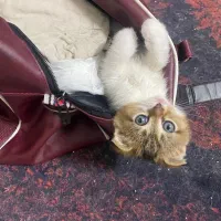 گربه اسکاتیش ۳ماهه