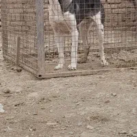 سگ سرابی|سگ|لالجین, |دیوار