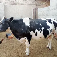 دو‌عدد‌گاو‌یکی‌گوشتی‌ویکی‌زایده|حیوانات مزرعه|زابل, |دیوار