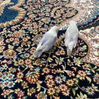 دو عدد طوطی برزیلی  نرو ماده ،زیبا وخاص رام