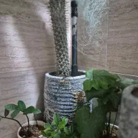 نخل ماداگاسکار معاوضه با|گل و گیاه طبیعی|محمدشهر, شهرک چمران|دیوار