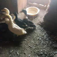 6 عدد اردک سالم فروش کمبود جا