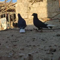 جان اردن|پرنده|زهک, |دیوار