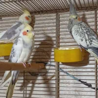 سه تا عروس هلندی سخنگودوتا نر یدونه ماده