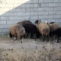 میش.شیشک بره ابستن شکم اول