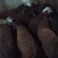 بره‌ بهاره‌ نر و ماده