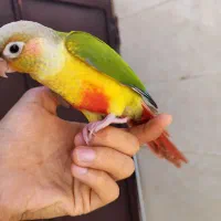 طوطی گرینچیک فول رام گرید بالا 2 عدد